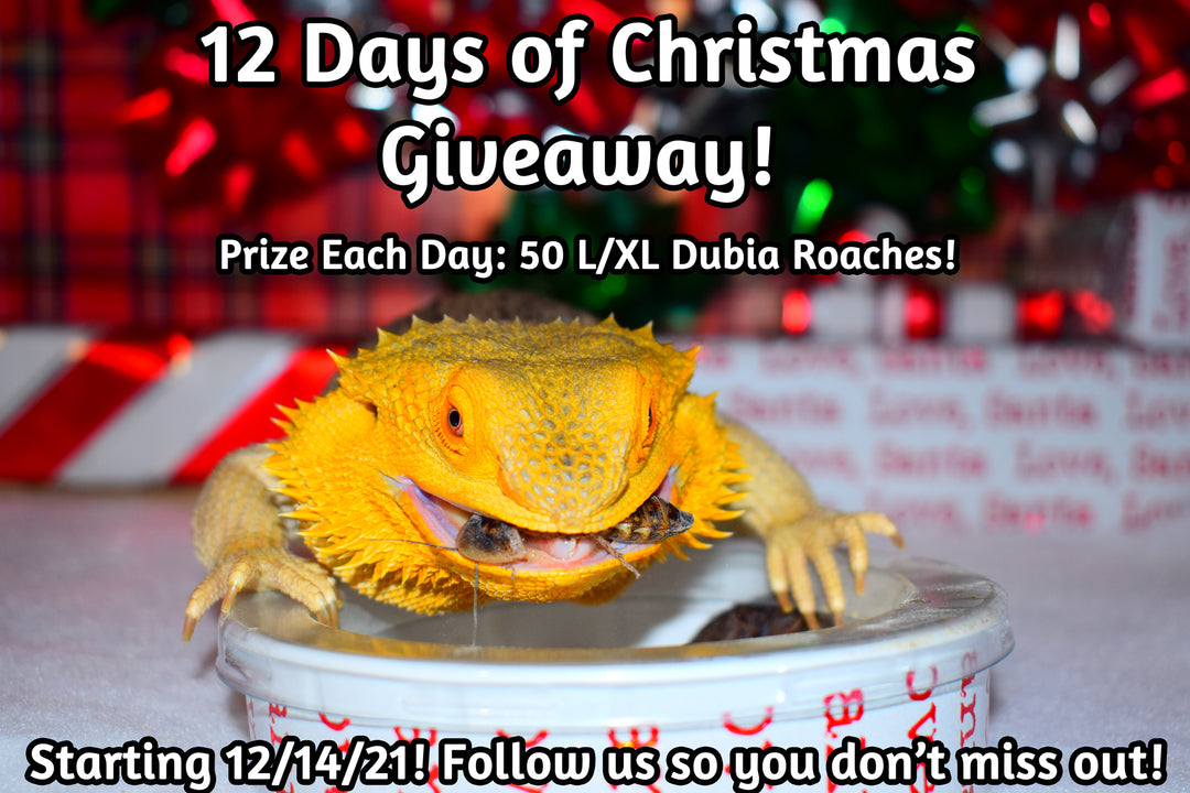 12 Days of Christmas Giveaway Official Rules