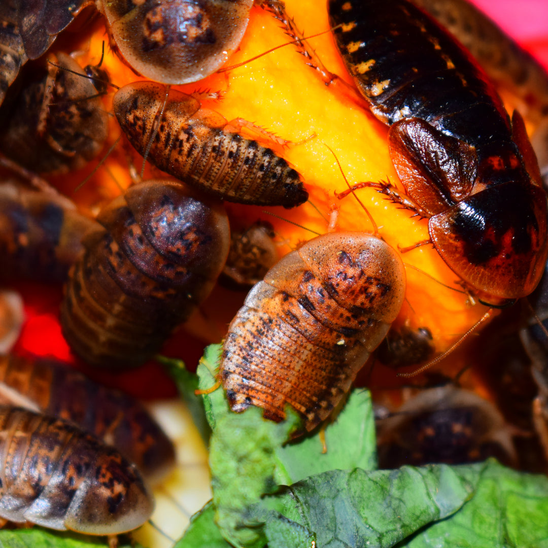 Why Dubia Roaches are the Perfect Live Food Source for Your Pet