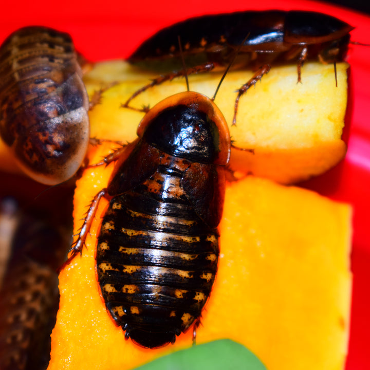 Adult Female Dubia Roaches