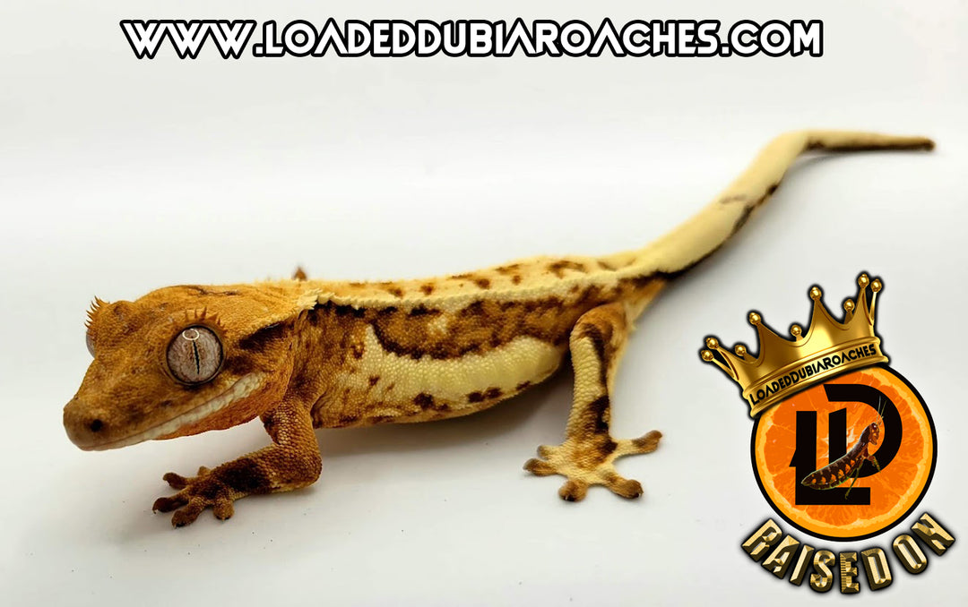 Premium Dubia Roaches: How Loaded Dubia Roaches Sets the Standard for Feeder Insects