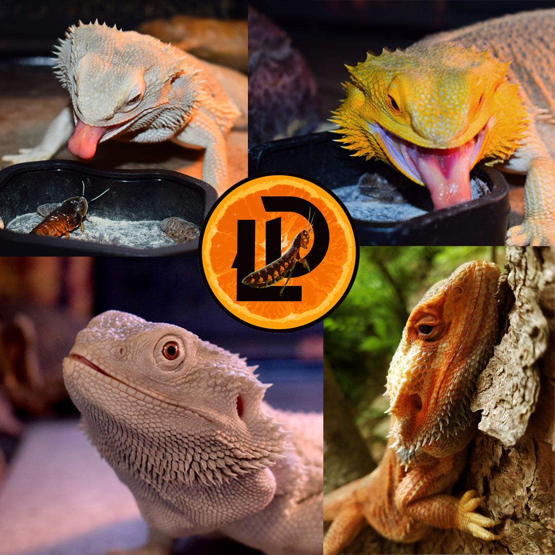 Bearded Dragon Care 101: The Ultimate Guide to Raising a Healthy and Happy Pet