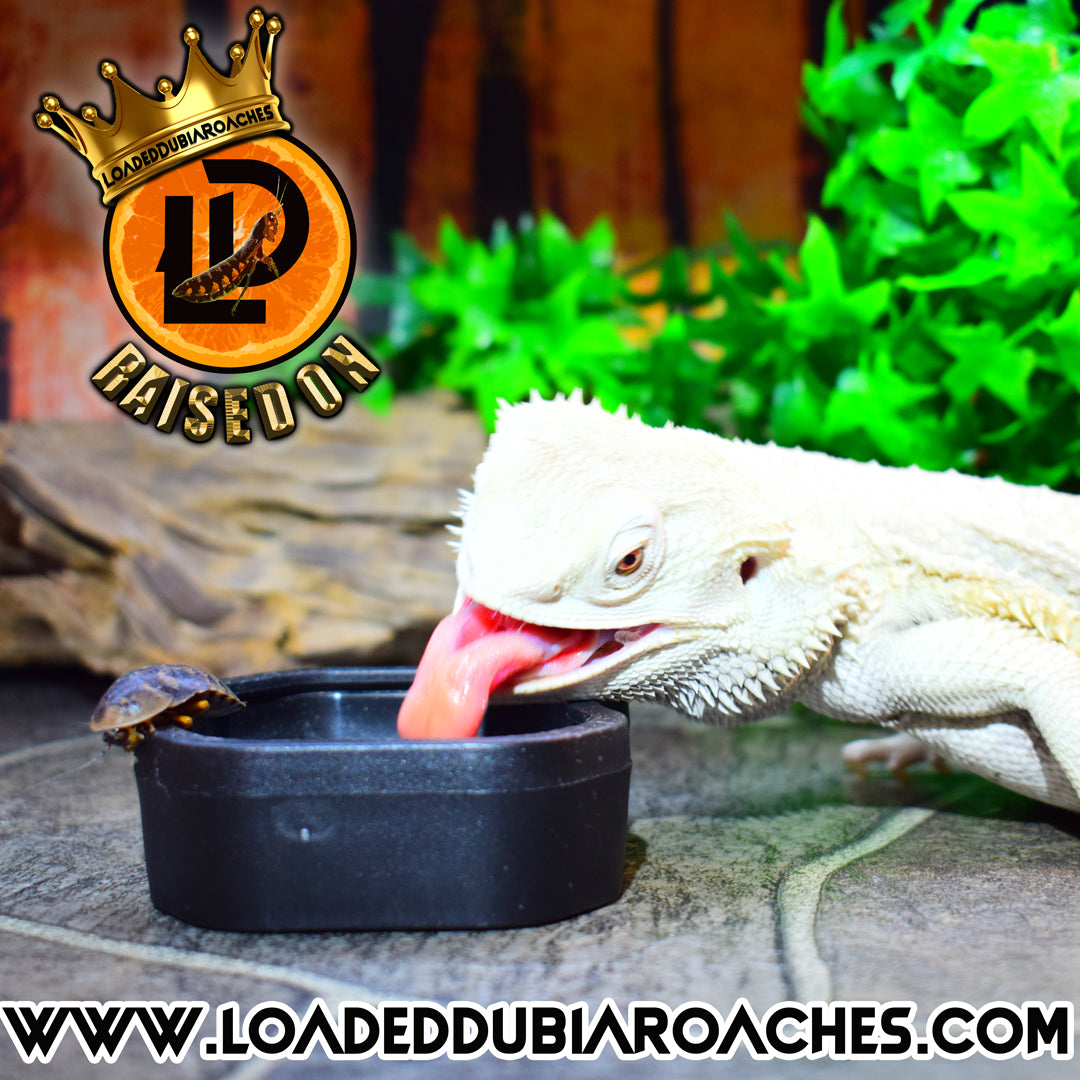 Maximize Your Bearded Dragon's Health with Dubia Roaches