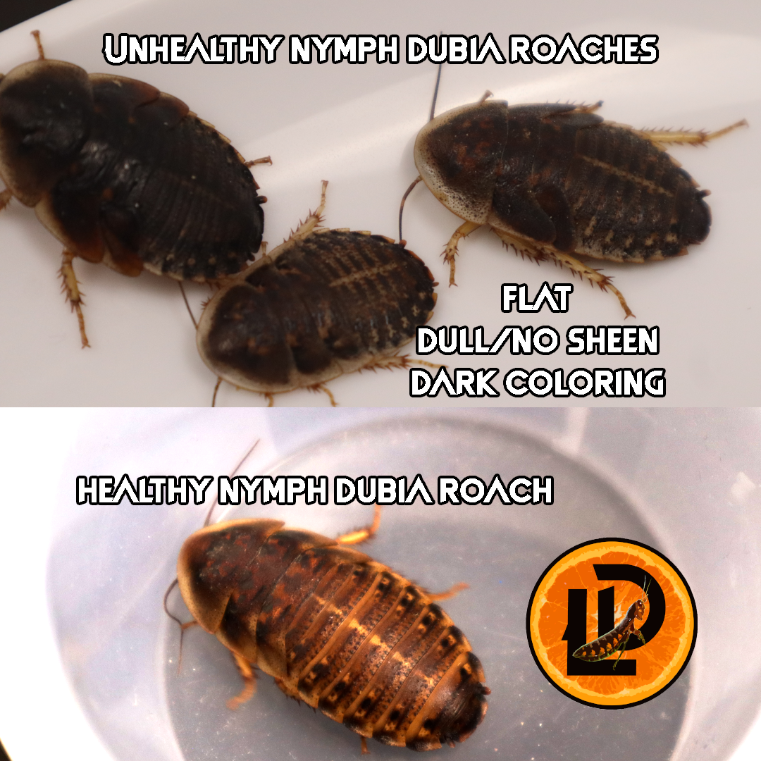 Healthy Dubia Roaches: A Guide to Identifying What you are Buying