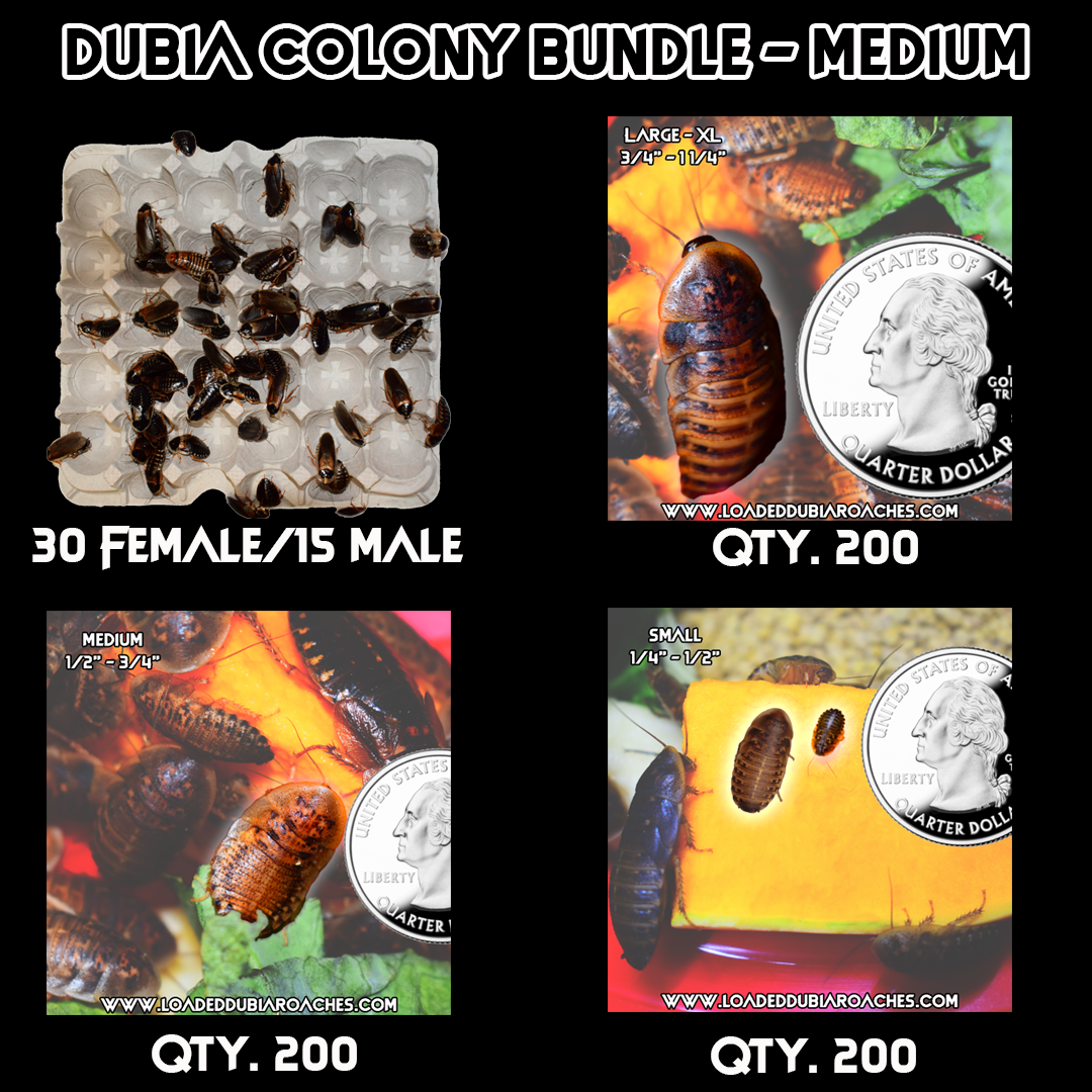 Dubia Roach Colony Starter Bundle - Medium