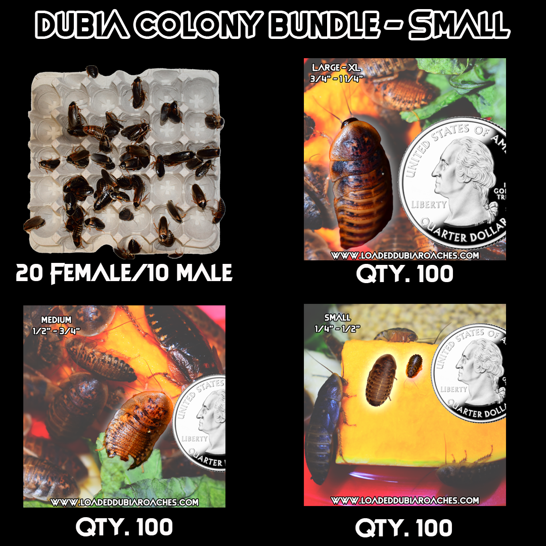 Dubia Roach Colony Starter Bundle - Small