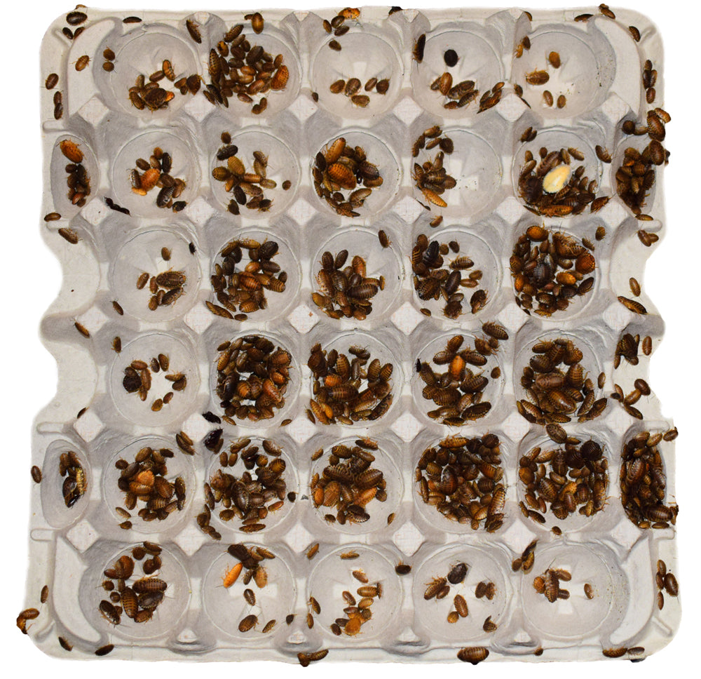 Dubia Roach Flats for Colonies - 12" x 12"