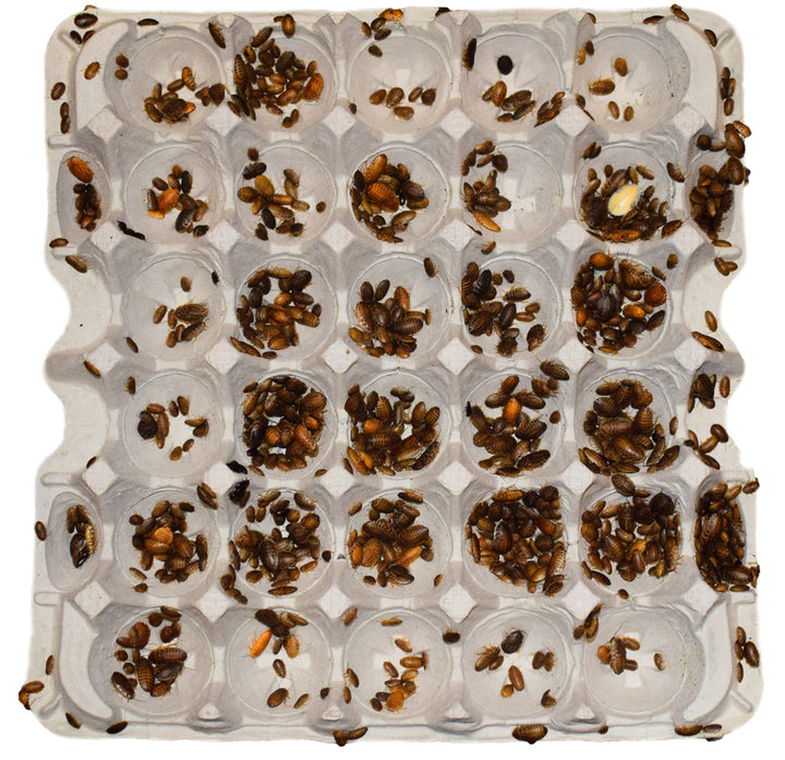 Dubia Roach Flats for Colonies - 12" x 12"