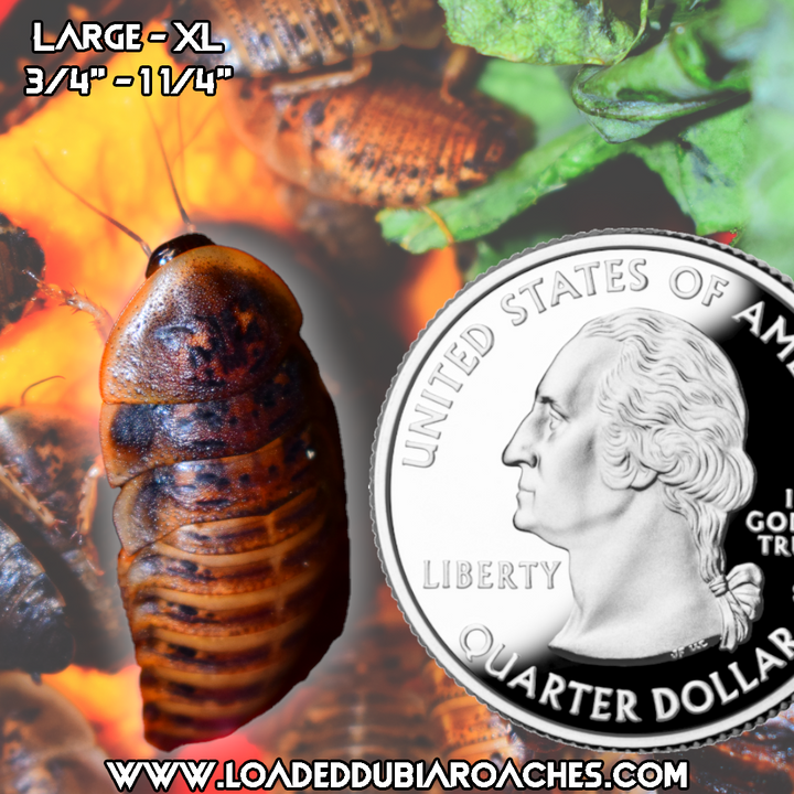 Large-XL Dubia Roaches 3/4” - 1 1/4”+