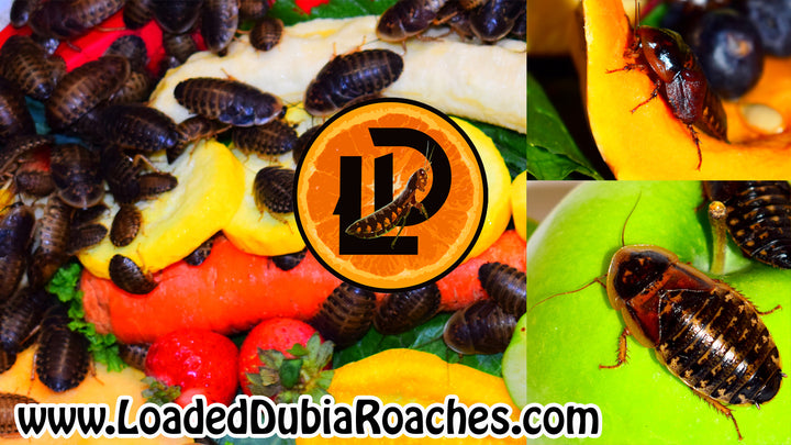 Adult Female Dubia Roaches