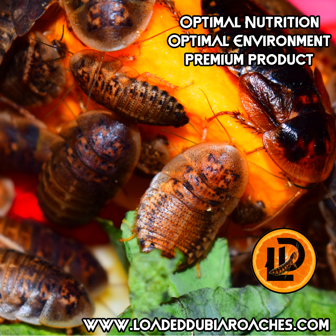 Medium Dubia Roaches 1/2” - 3/4”