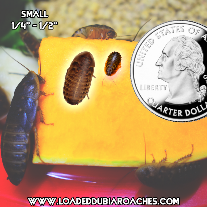 Small Dubia Roaches 1/4” - 1/2”