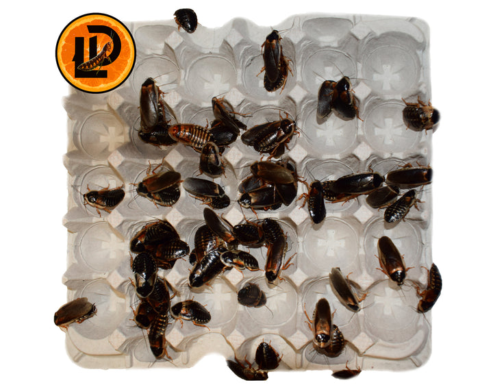 Adult Dubia Roach Colony Starters - 60 Female 30 Male **SPECIAL DEAL**