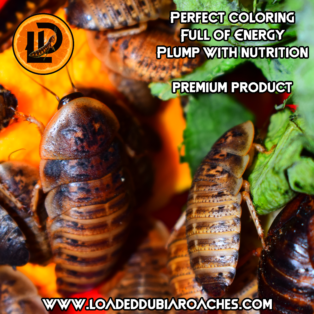 Dubia Roach Nymph Combinations - Bulk Savings