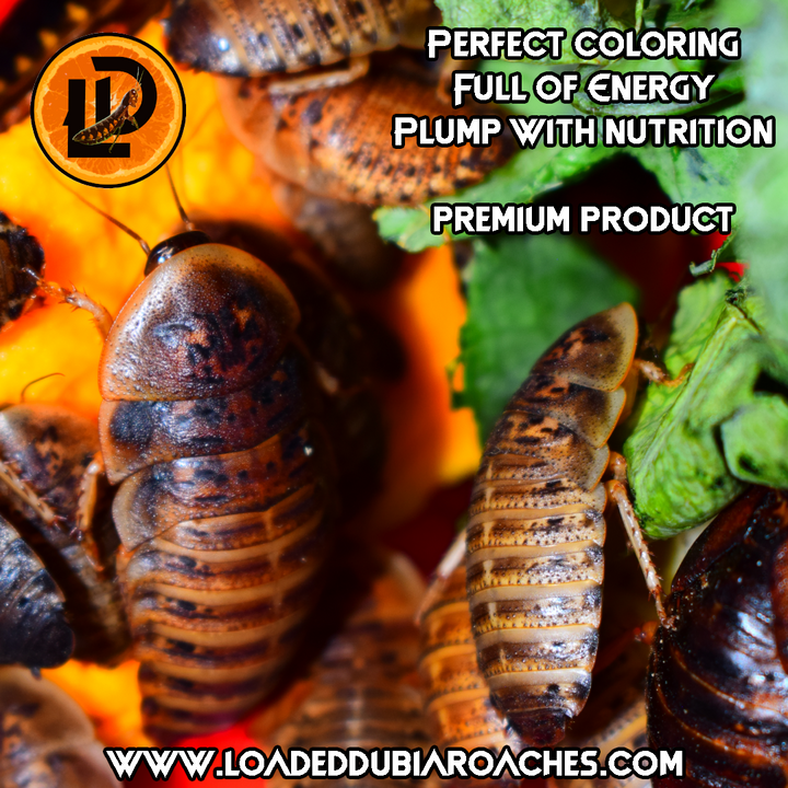 Large-XL Dubia Roaches 3/4” - 1 1/4”+