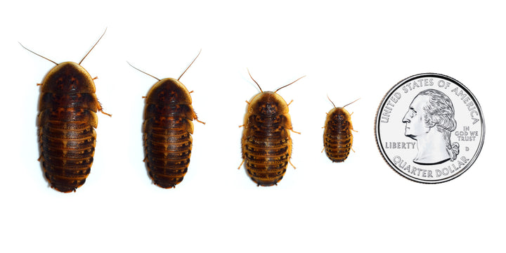 Dubia Roach Nymph Combinations - Bulk Savings