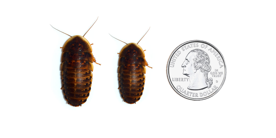 Large-XL Dubia Roaches 3/4” - 1 1/4”+