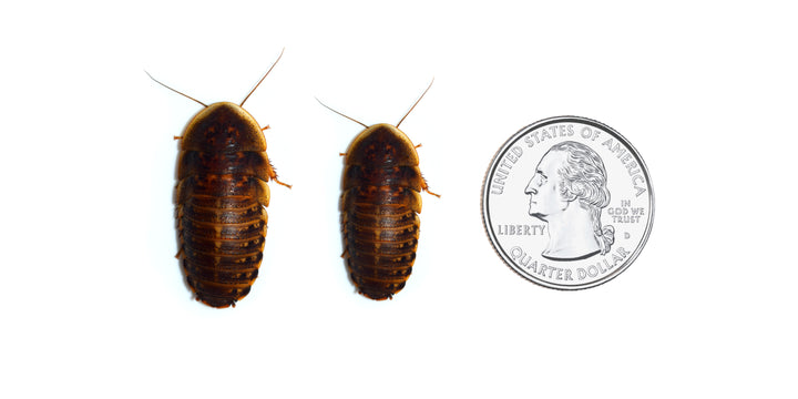 Large-XL Dubia Roaches 3/4” - 1 1/4”+