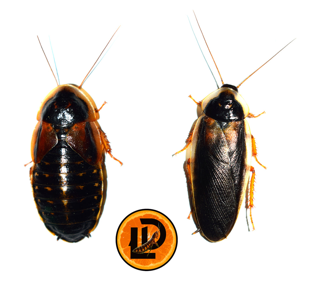 Adult Dubia Roach Colony Starters - 60 Female 30 Male **SPECIAL DEAL**