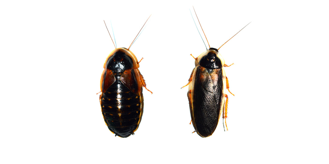 Adult Dubia Roaches - Freshly Molted