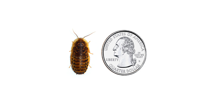 Medium Dubia Roaches 1/2” - 3/4”