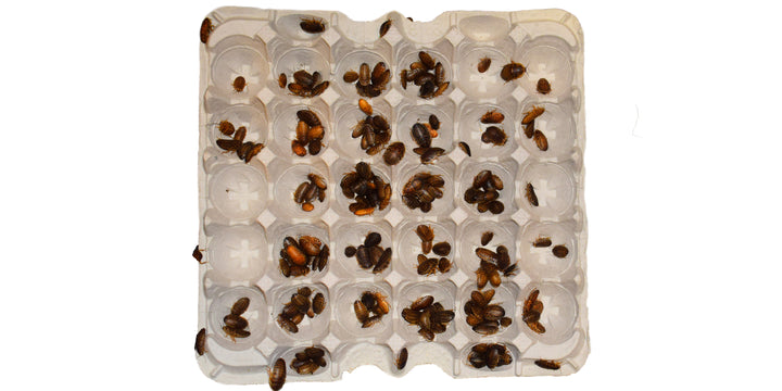 Medium Dubia Roaches 1/2” - 3/4”