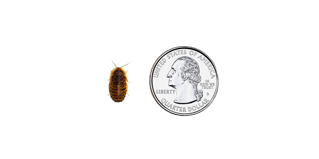 Small Dubia Roaches 1/4” - 1/2”