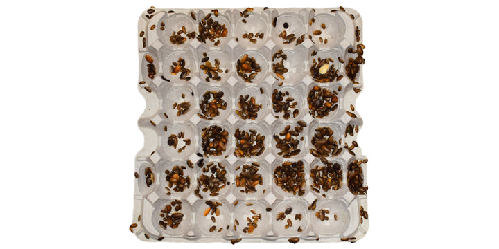 Small Dubia Roaches 1/4” - 1/2”